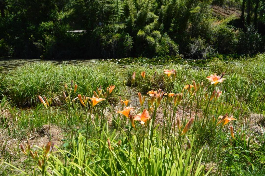 Photo of Outdoor in Pucon