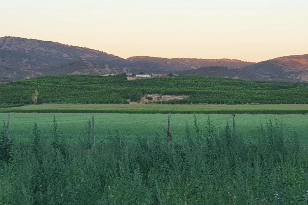 Photo of Others in Las Cabras