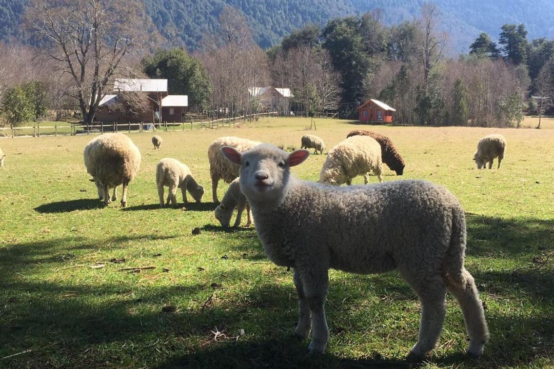 Photo of Others in Pucon