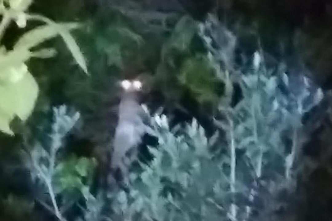 Photo of Others in Fachinal