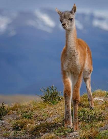 Photo of Others in Puerto Natales
