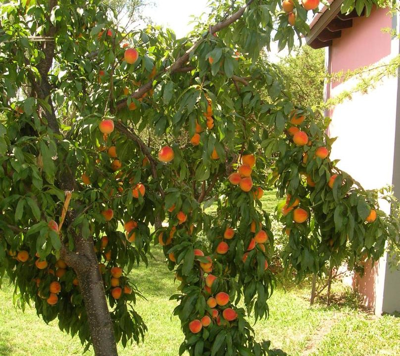 Photo of Others in Cerro de Oro