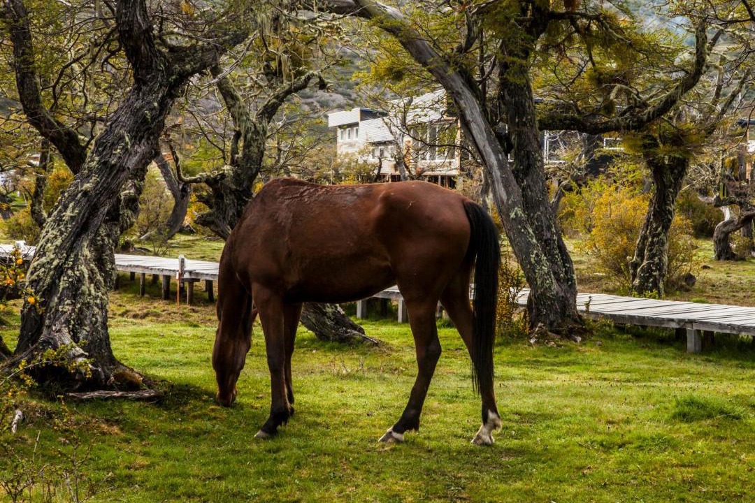 Photo of Others in Torres Del Paine