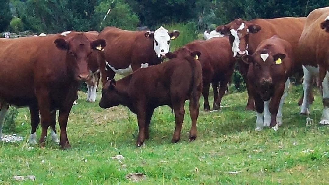 Photo of Others in Cisnes