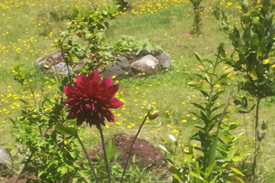 Photo of Others in Conaripe