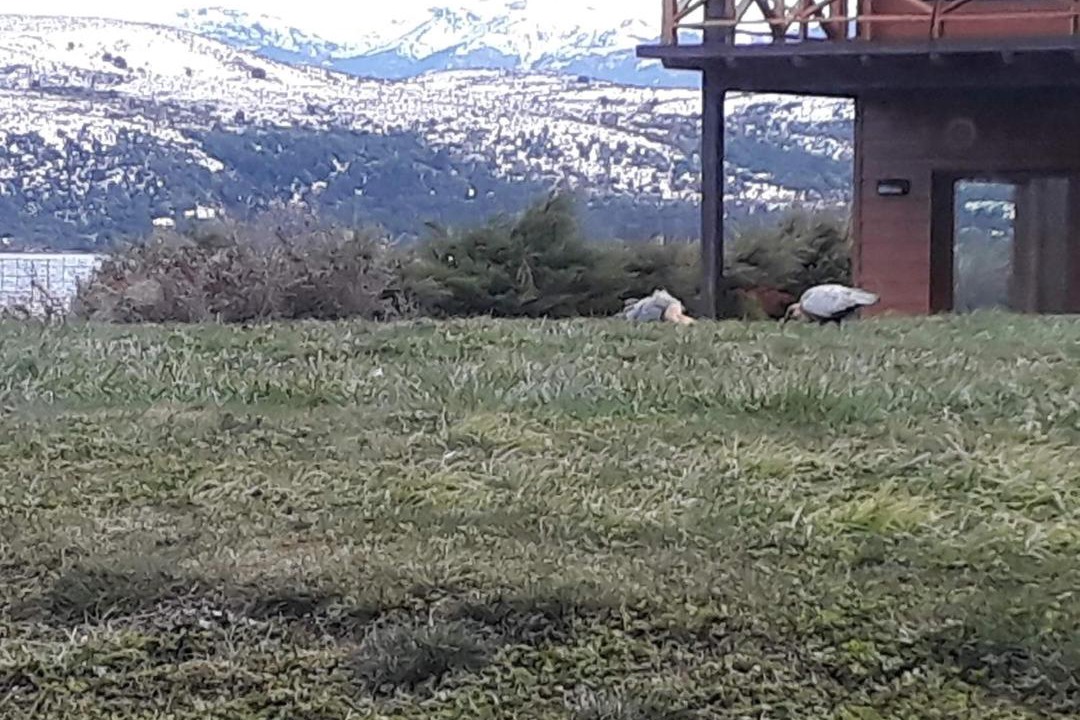 Photo of Others in Dina Huapi