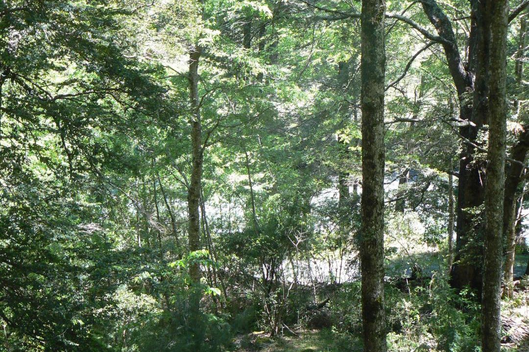 Photo of Others in Curarrehue