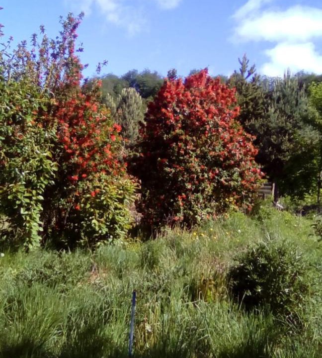 Photo of Outdoor in Coyhaique