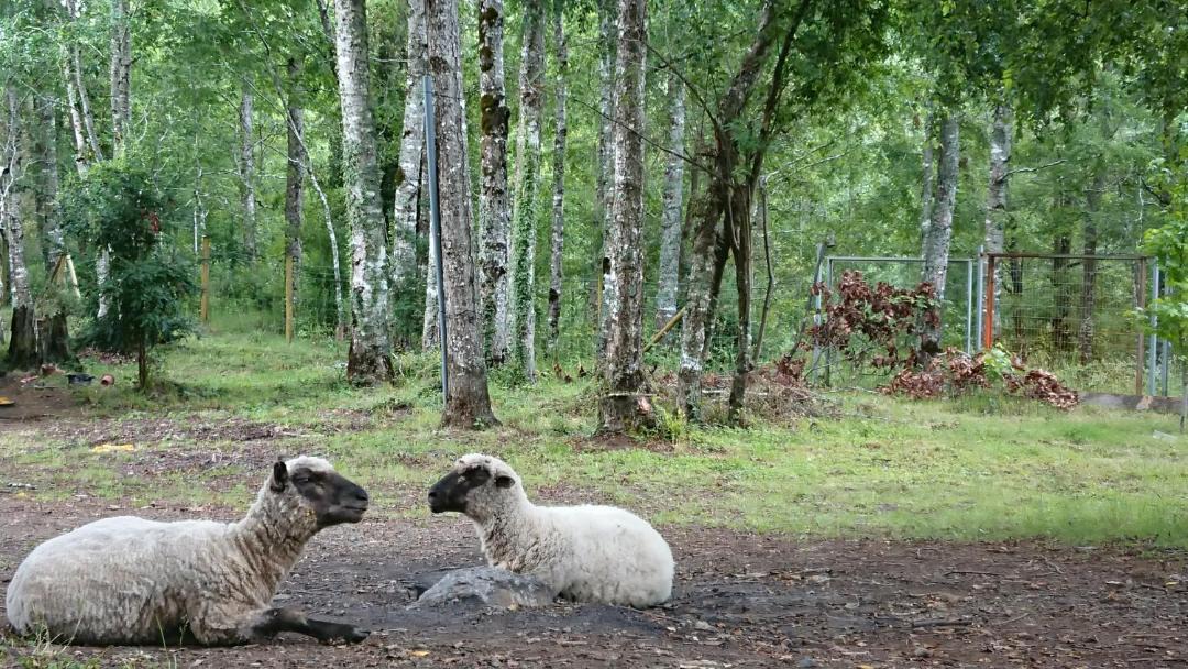 Photo of Others in Panguipulli