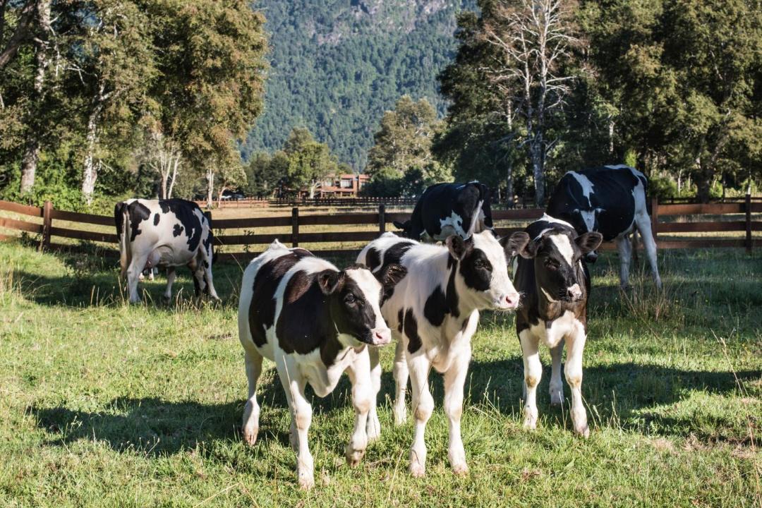 Photo of Others in Pucon