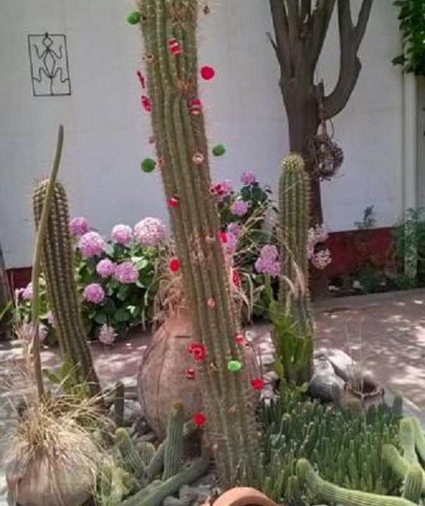 Photo of Others in Cafayate