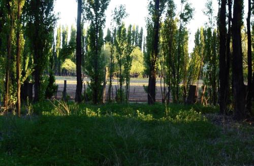 Malargue House | Los Abedules Bungalow - homestay