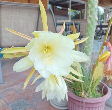 Cordillera Inn